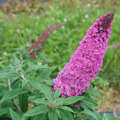 Butterfly Bush Pugster Pinker®