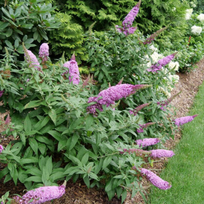 Butterfly Bush Pugster Pinker® - Image 2
