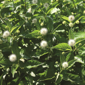 Buttonbush Sugar Shack®