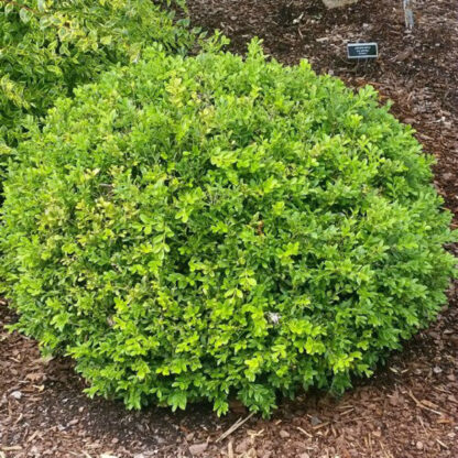 Boxwood Baby Gem™