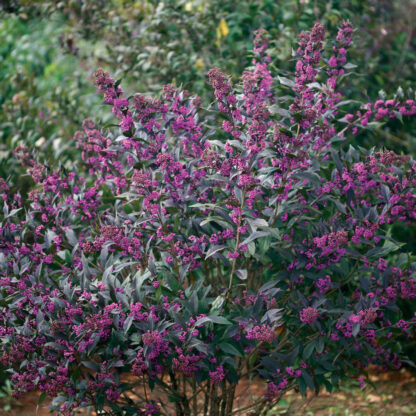 Beautyberry Pearl Glam® - Image 2