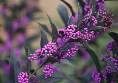 Beautyberry Pearl Glam®