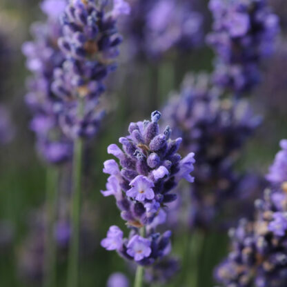Lavender Superblue