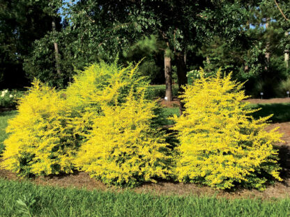 Ligustrum Sunshine