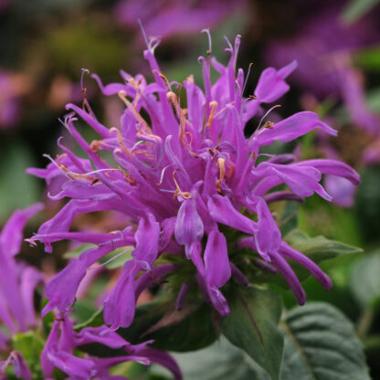 Bee Balm Balmy Lilac
