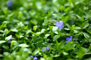 purple periwinkle flowers