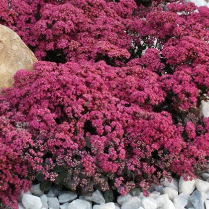 Sedum SunSparkler® Dazzleberry