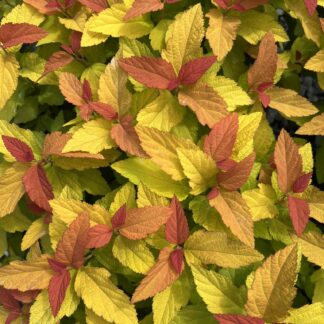 Spirea Double Play® Candy Corn®