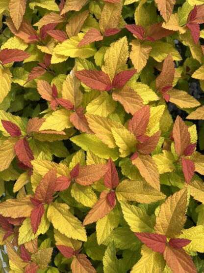 Spirea Double Play® Candy Corn®