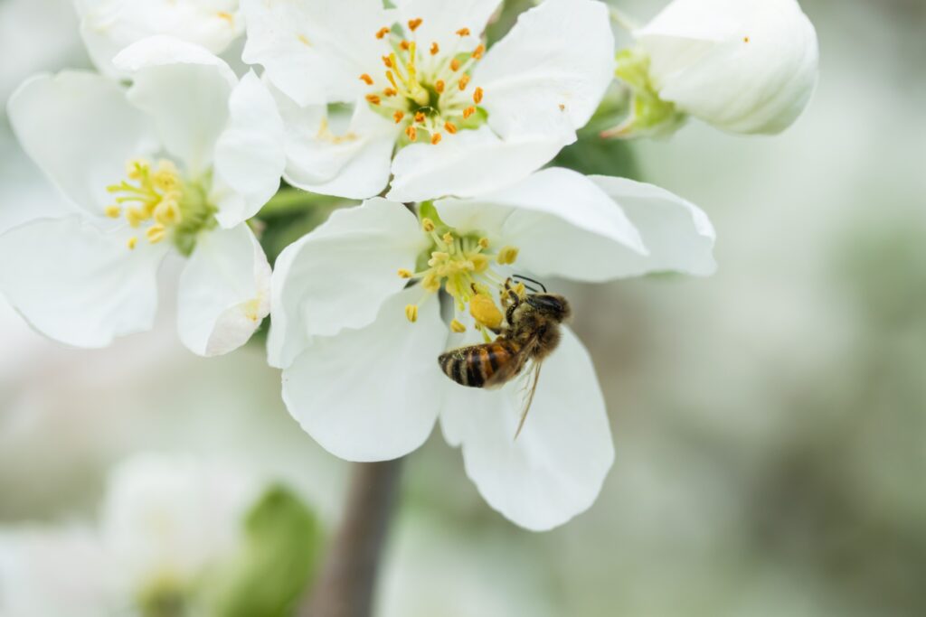 bee resting on an apple blossom flower