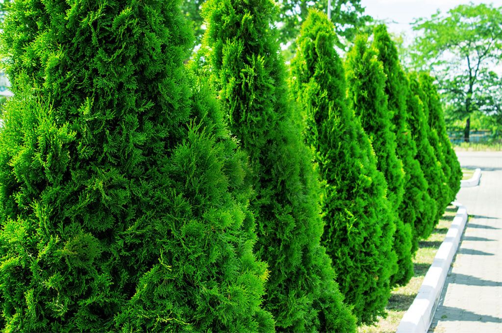 row of green privacy trees