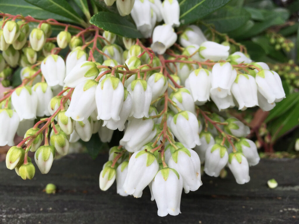 close-up of a Cavatine Pieris Japonica