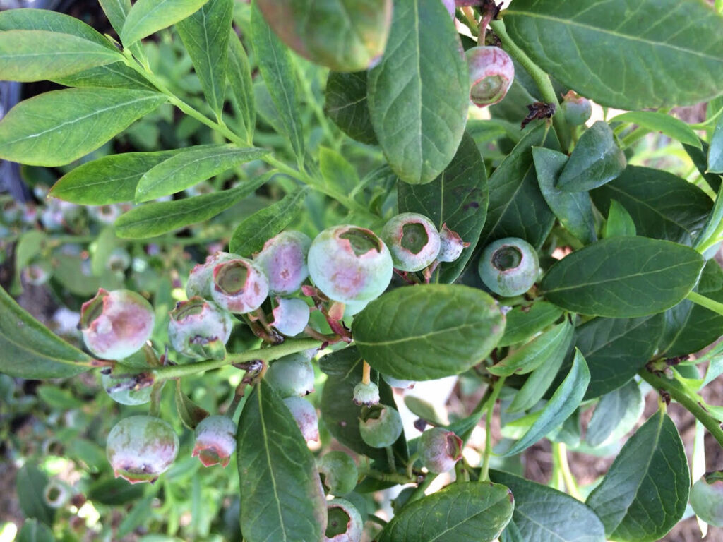 blueberries on a blueberry shrub