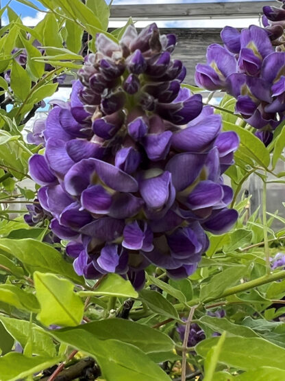 Wisteria Amethyst Falls