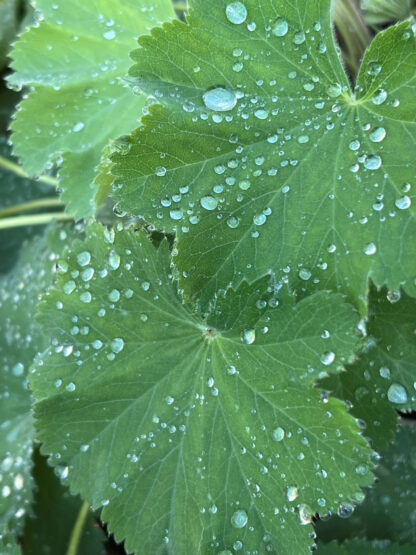 Soft green lobed leaves with water droplets