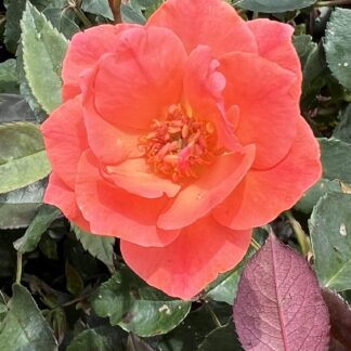 Rose Coral Knockout®