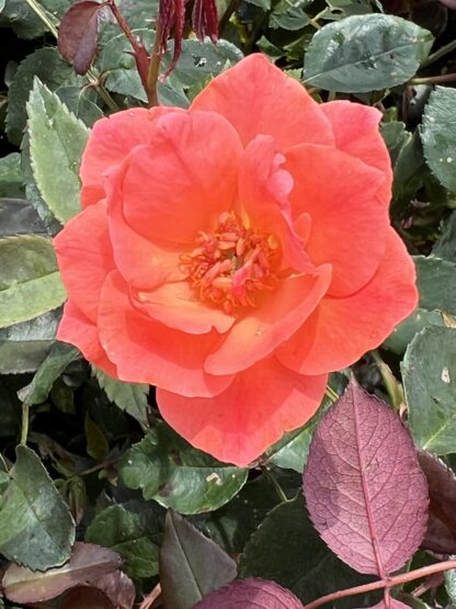 Rose Coral Knockout®