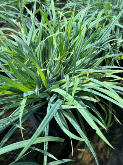 Sedge Hobb Bunny Blue®