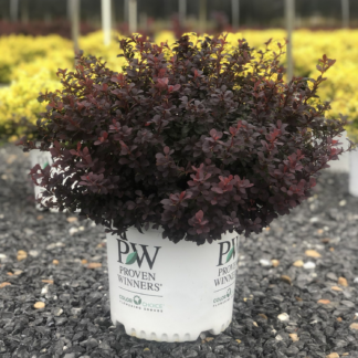 Barberry Sunjoy Todo®