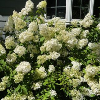 Hydrangea Bobo®