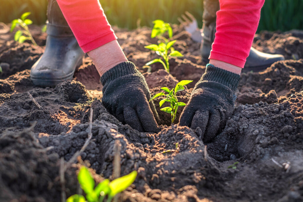 gardener planting cool season vegetables