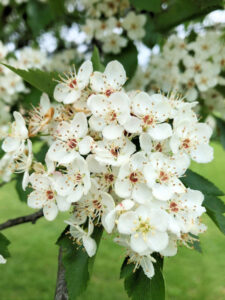 white flowers of a winter king hawthorn tree