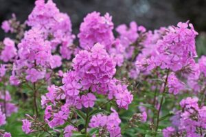 Purple native garden phlox