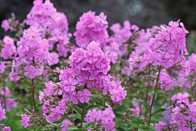 Purple native garden phlox