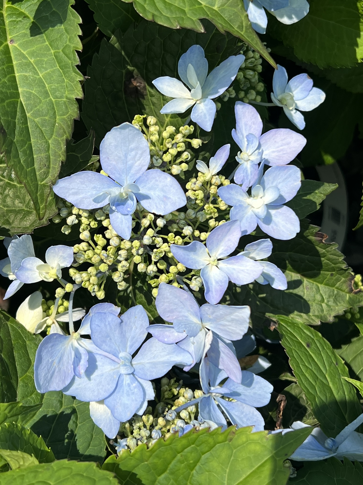 Hydrangea Tuff Stuff Aha® - Image 2