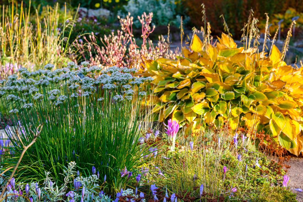 Perennials in the fall