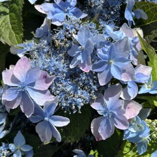 Hydrangea Tuff Stuff Aha®