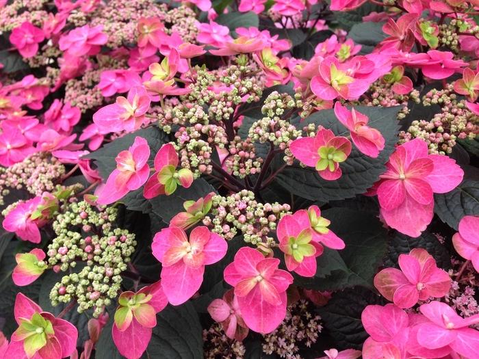Hydrangea Tuff Stuff® Red