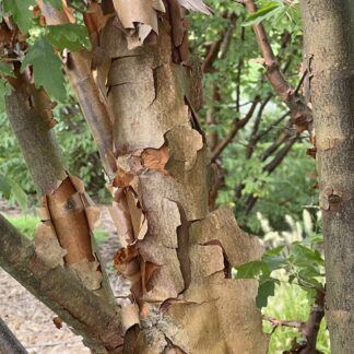 Maple Paperbark