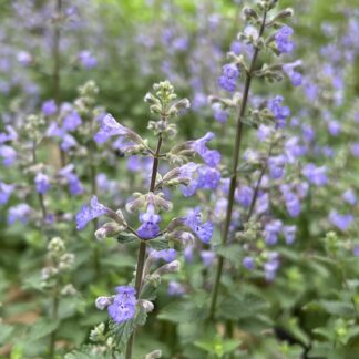 Catmint Purrsian Blue