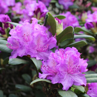 Rhododendron Lee's Dark Purple