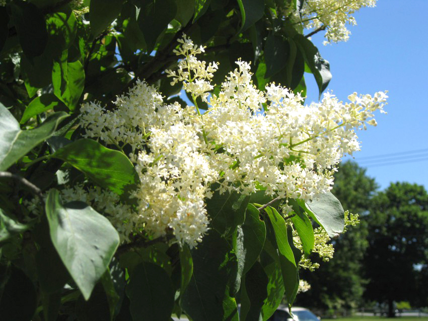 Blooming white ivory silk lilacs