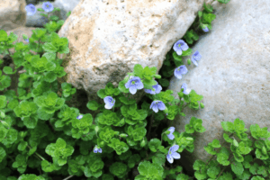 Veronica Georgia Blue flowers growing in rocks