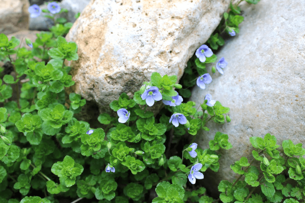 Veronica Georgia Blue flowers growing in rocks