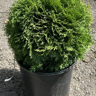 Arborvitae Little Giant