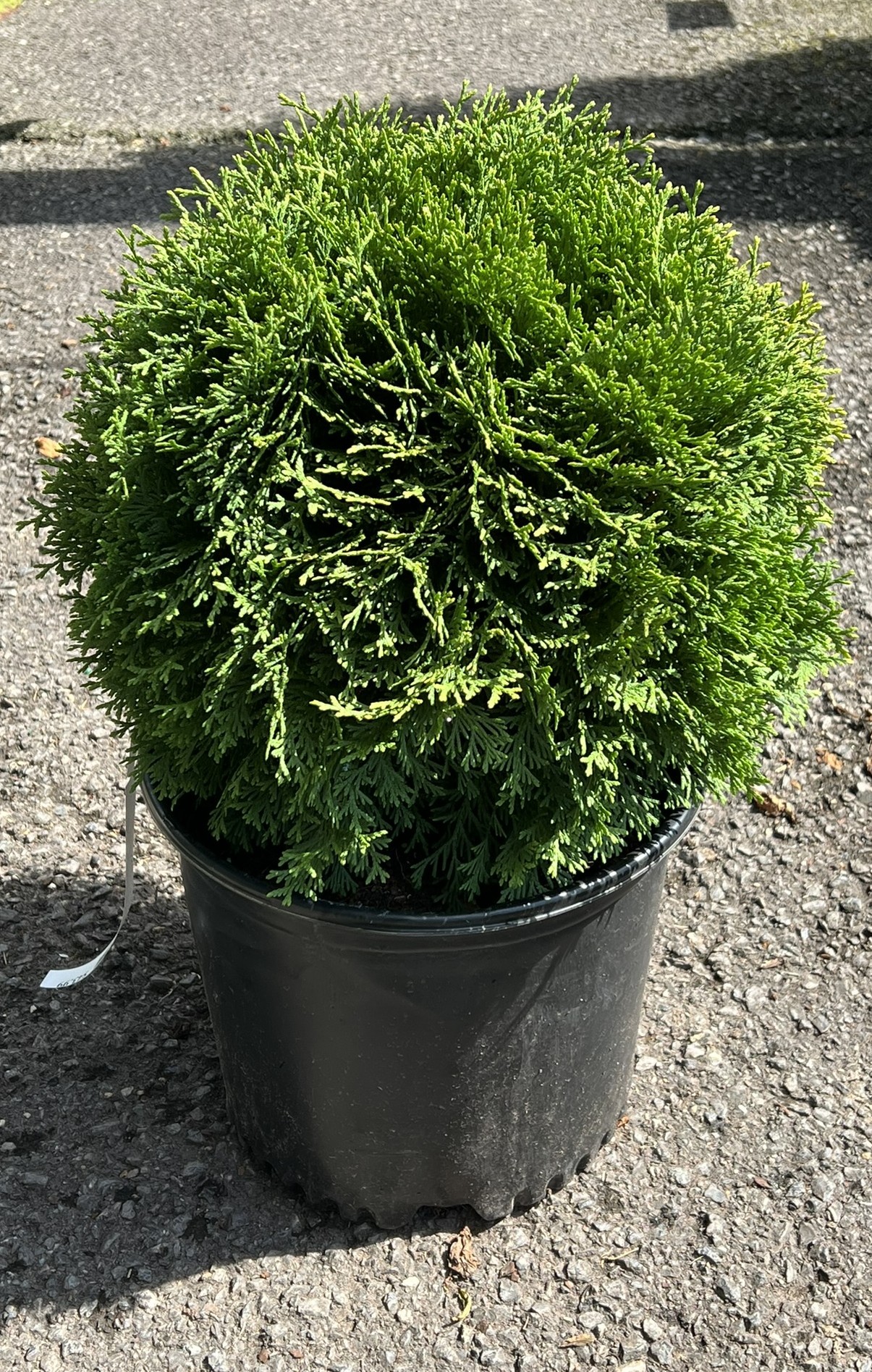 Arborvitae Little Giant