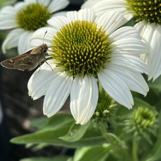Coneflower Kismet® White