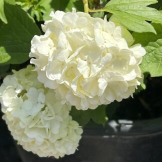 Viburnum Eastern Snowball