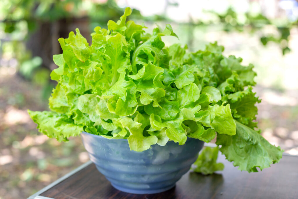 Lettuce growing in a blue pot