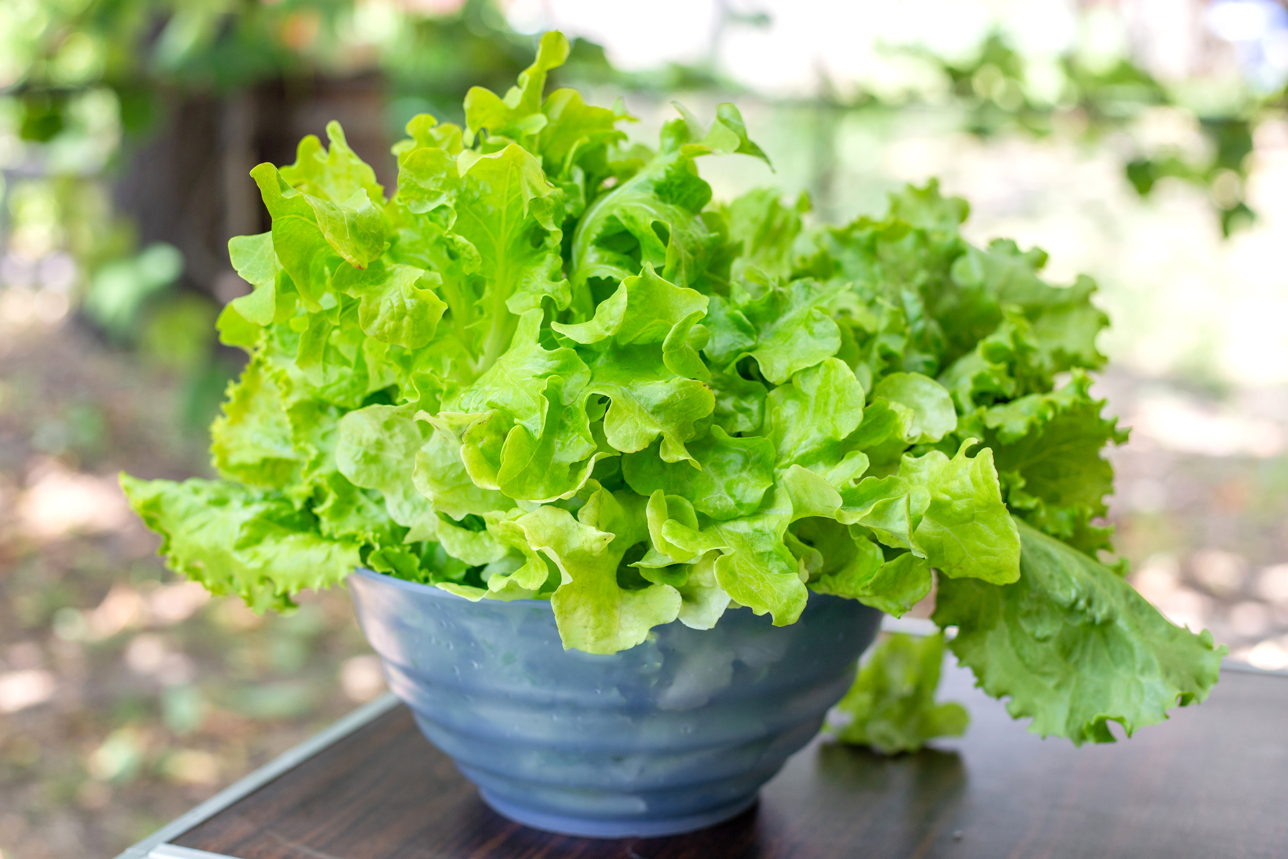 Lettuce growing in a blue pot