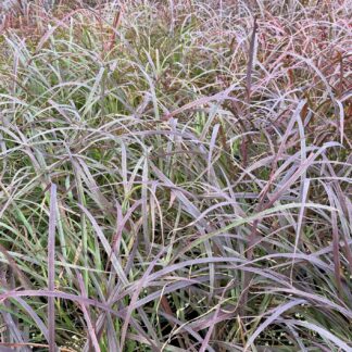 Big Bluestem Blackhawks