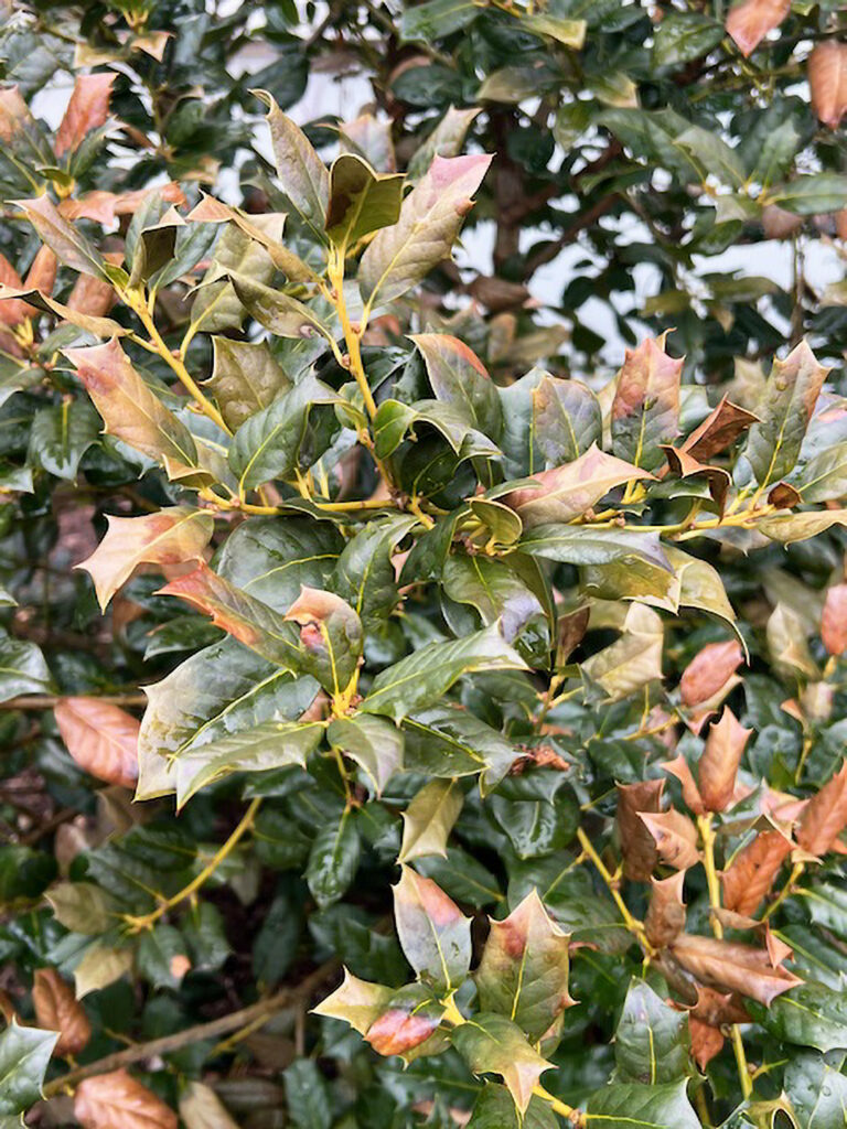 Plants with a winter injury