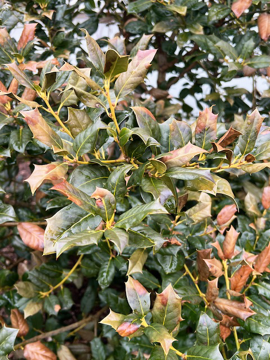 Plants with a winter injury