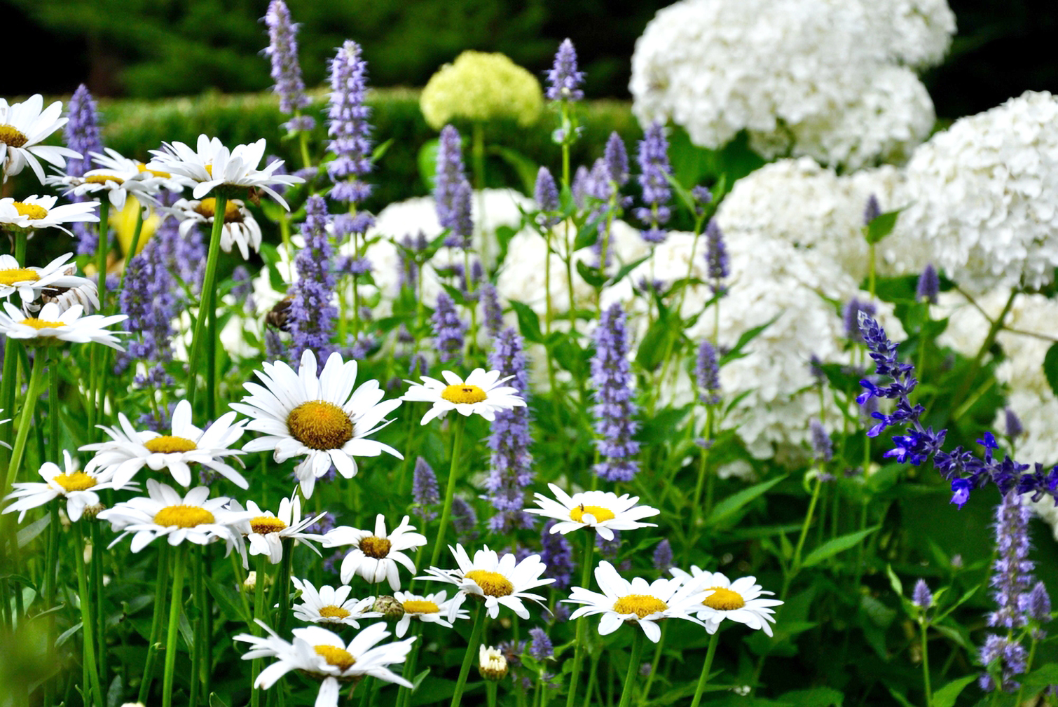 Beautiful garden with white and purple flowers