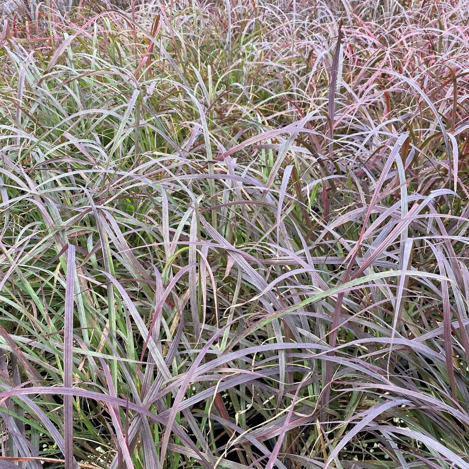 A close-up of the Blackhawks big bluestem perennial plant