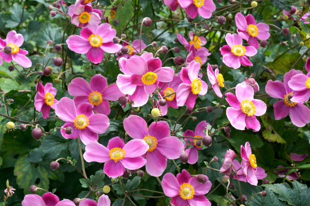 Pink Japanese anemones